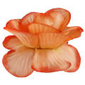 Róża główka 12 szt 4 cm Orange edge